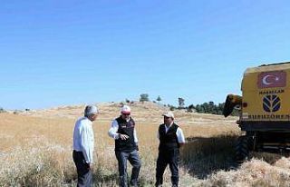 Uşak’ta keten hasadı bereketli başladı