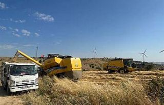 Uşak’ta tritikale üretiminden olumlu sonuç alındı