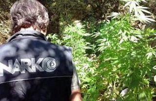 ’Uyuşturucu ormanı’na polis baskını