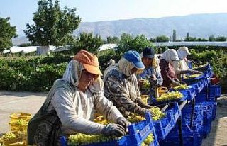 Üzüm işçilerinden sıcaklara sarık ve şapkalı...