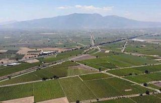 Üzümde hasat ve ihracat tarihleri belirlendi