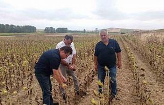 Verim kaybı ve rekolte düşüklüklerine yerinde...