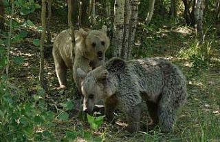 Veteriner hekim uyardı: "Nemrut’un ayılarından...
