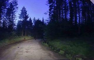 Yaban hayat bu sefer araç içi kamerasına yansıdı