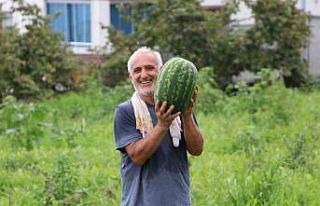 Yalıncak karpuzu tehlike altında