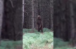 Yalova’da ağaca çıkan yavru ayılar ve anneleri...