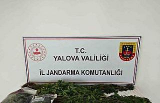 Yalova’da kenevir yetiştirilen villaya operasyon:...