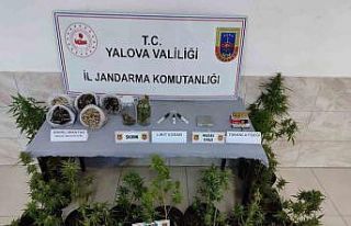 Yalova’da ‘sihirli mantar’ operasyonu