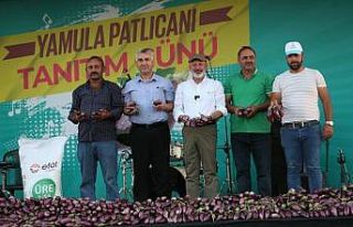 Yamula Patlıcan Festivali’ne 10 Binlerce Kişi...