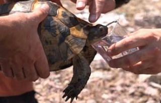 Yangın ortasında kalan Kaplumbağayı Ümraniye...