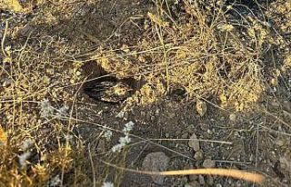 Yangının ortasında kalan bıldırcın kurtarıldı