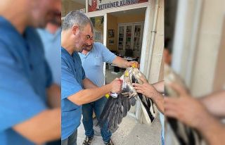 Yaralı akbaba tedavisinin ardından doğaya bırakıldı