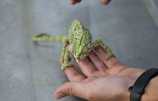 Yaralı bukalemun tedavi ediliyor