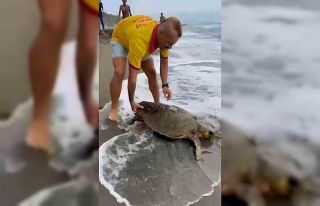 Yaralı caretta caretta sahile vurdu