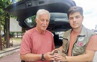 Yaralı halde bulunan dövüşkenkuş, tedavi altına...