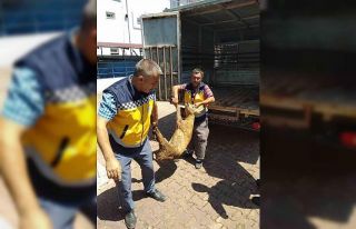 Yaralı halde bulunan karaca tedavi altına alındı