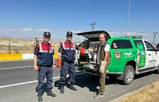 Yaralı tilki tedavi altına alındı