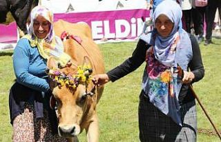 Yarışmayı kazanan inek yem ve samanı, sahibi ise...