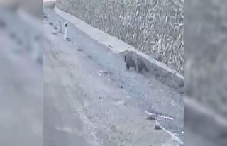 Yavru ayıların arabayla gülümseten yarışı