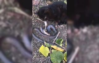 Yavru kedi, 2 metrelik yılanı yakalayıp yemeye...