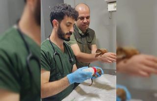 Yavru sincaplara şefkat eli