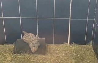 Yavru vaşak Ani’nin sevimli halleri kamerada