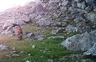 Yavru yaban keçileri fotokapana takıldı