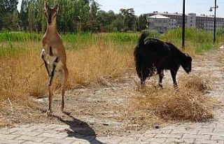 Yavru yaban keçisi süt annesinden ayrılıyor