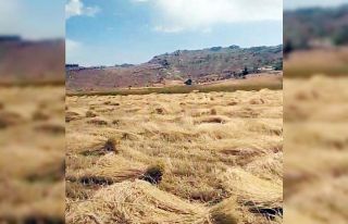 Yaylalarda hububat hasadı başladı