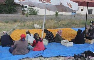 Yaz meyvesi ‘kayısı’ hasat sonrası kurutulup...