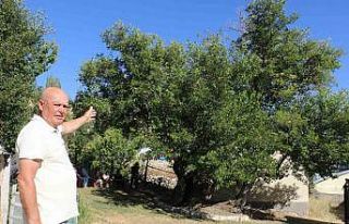 Yedi asır sonra öldü derken yeniden dirildi