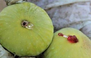 Yediveren inciri altın yılını yaşıyor