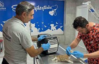 Yenilenen veterinerlik hizmetleri sokak hayvanlarını...