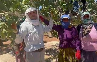 Yeşil altın Antepfıstığı’nda ilk hasat davul...