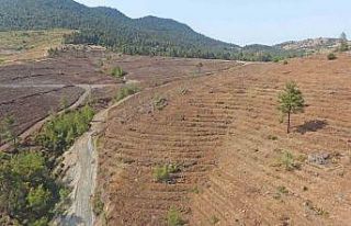 Yeşil Vatan toprakları nakış nakış işleniyor