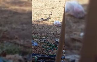 Yılanların dansı kameralara yansıdı