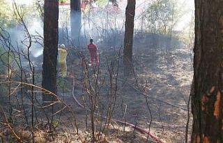 Yol kenarına atılan sigara izmariti az kalsın ormanı...