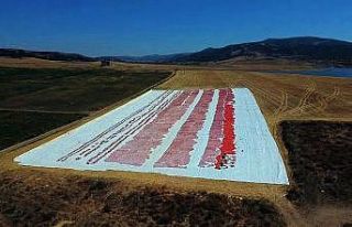 Yozgat’ta kurutulmak için serilen domatesler tarlaları...