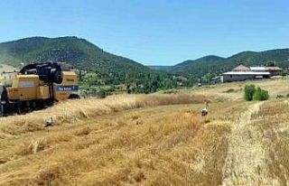 Yozgat’ta leylekler hasat edilen tarlalarda yiyecek...