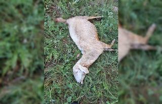 Yozgat’ta sürüye saldıran kurt 30 koyunu telef...