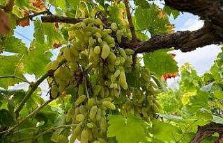 Yüksek sıcaklık sebebiyle üzümler yanınca verim...