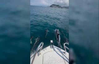 Yunuslar Giresun’da tekneyle böyle yarıştı