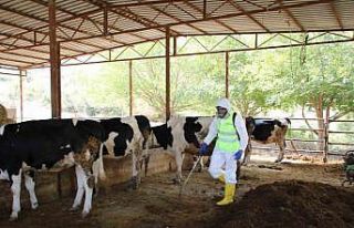 Yüreğir Belediyesi, kırsal mahallelerde vektörle...