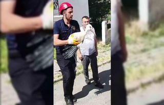 Yuvasından düşen yavru leylek için operasyon