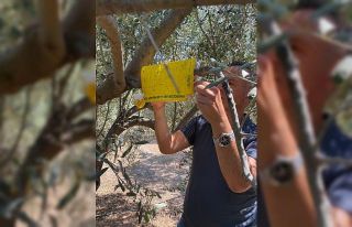 Zeytin bahçelerinde haftalık kontroller devam ediyor