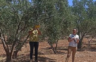 Zeytincilere “ilaçlama” çağrısı