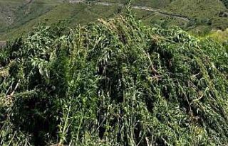 138 Bin 650 Kök Hint Keneviri İmha Edildi