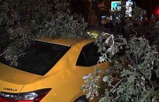 193 yıllık ağaç taksi durağına devrildi, 2 taksi...