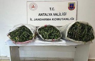 19 kilo 745 gram skunk maddesi ele geçirildi