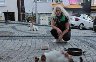 19 yıldır sokak kedilerine annelik yapıyor